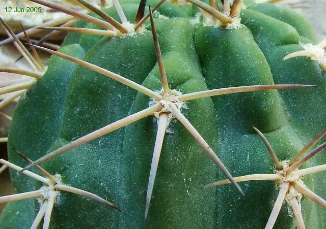 Acanthocalycium_ ferrarii _03